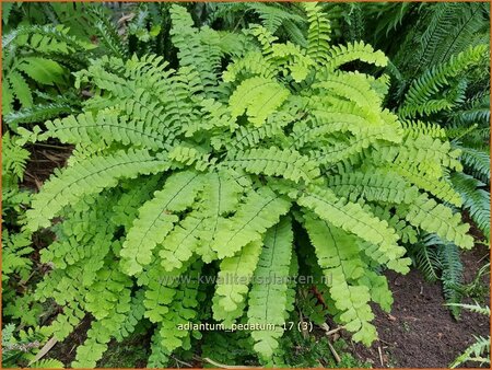 Adiantum pedatum