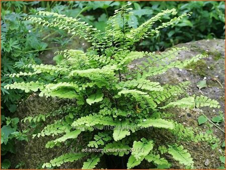 Adiantum pedatum