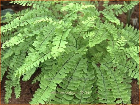 Adiantum pedatum