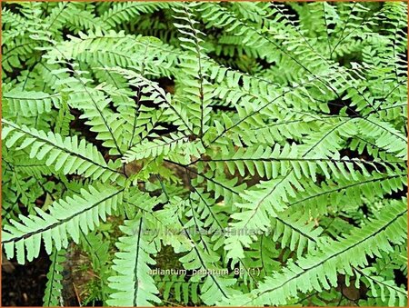 Adiantum pedatum