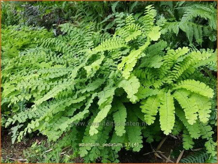 Adiantum pedatum