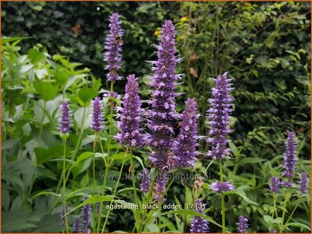 Agastache &#39;Black Adder&#39;