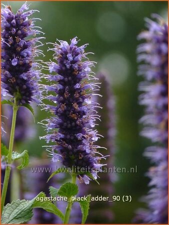 Agastache &#39;Black Adder&#39;