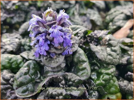 Ajuga pyramidalis &#39;Metallica Crispa&#39;