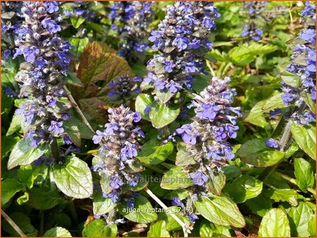 Ajuga reptans