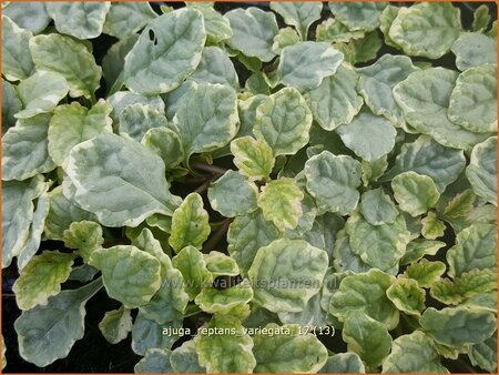 Ajuga reptans &#39;Variegata&#39;