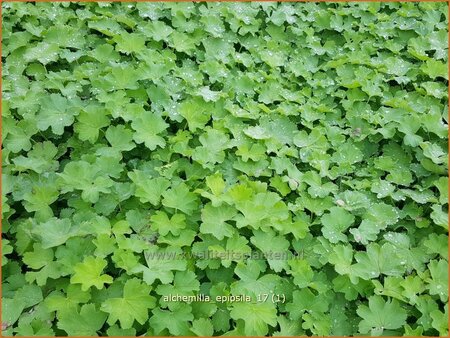 Alchemilla epipsila