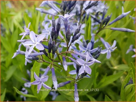 Amsonia tabernaemontana 'Blue Ice'