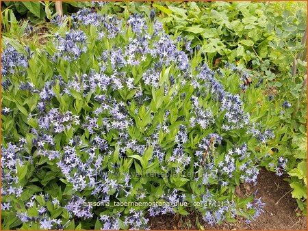 Amsonia tabernaemontana &#39;Blue Ice&#39;