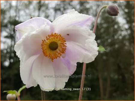 Anemone &#39;Dreaming Swan&#39;