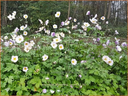 Anemone &#39;Dreaming Swan&#39;