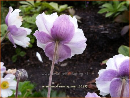 Anemone 'Dreaming Swan'