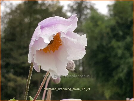 Anemone &#39;Dreaming Swan&#39;