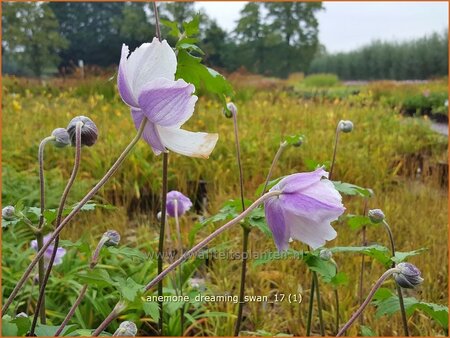 Anemone 'Dreaming Swan'