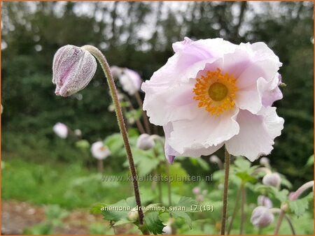 Anemone 'Dreaming Swan'