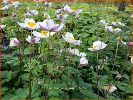 Anemone &#39;Elfin Swan&#39;