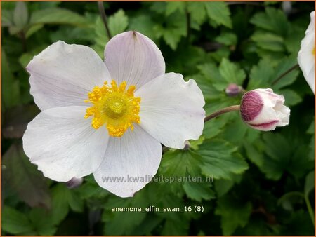 Anemone &#39;Elfin Swan&#39;