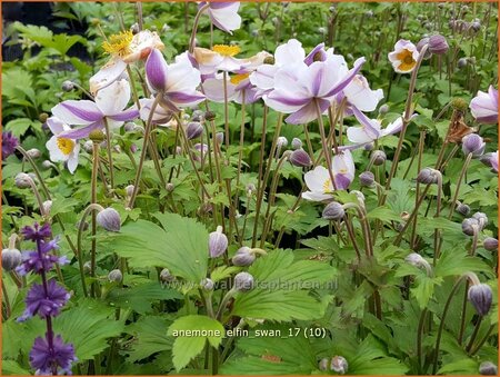 Anemone &#39;Elfin Swan&#39;