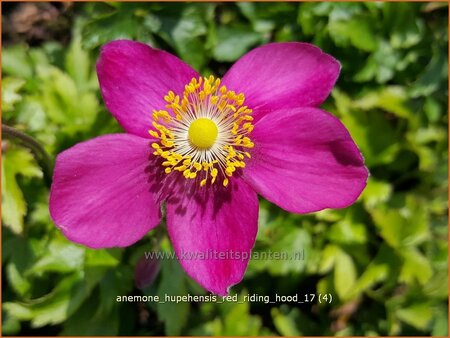 Anemone hupehensis 'Red Riding Hood'