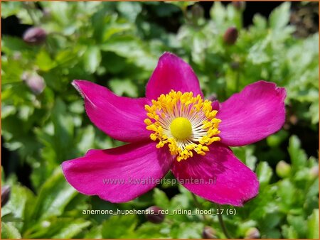 Anemone hupehensis &#39;Red Riding Hood&#39;