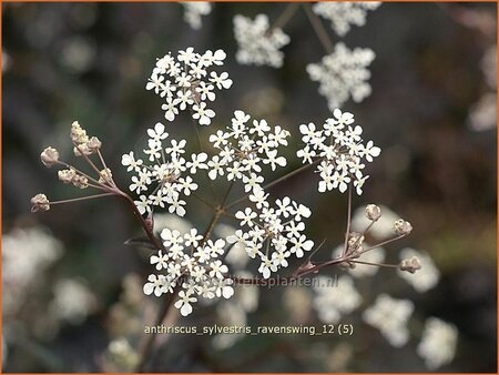 Anthriscus sylvestris &#39;Ravenswing&#39;