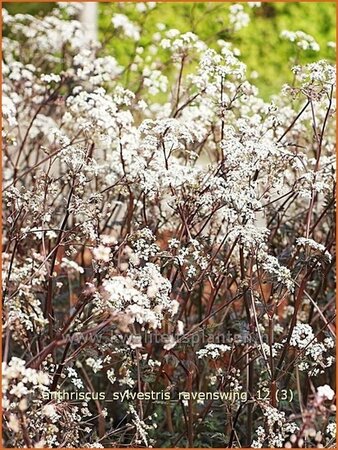 Anthriscus sylvestris &#39;Ravenswing&#39;