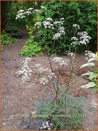 Anthriscus sylvestris &#39;Ravenswing&#39;