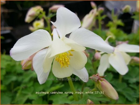 Aquilegia caerulea 'Spring Magic White'