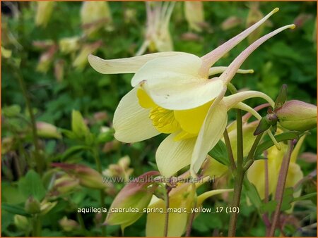 Aquilegia caerulea 'Spring Magic Yellow'