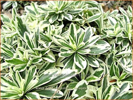 Arabis ferdinandi-coburgii &#39;Variegata&#39;