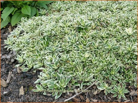 Arabis ferdinandi-coburgii &#39;Variegata&#39;