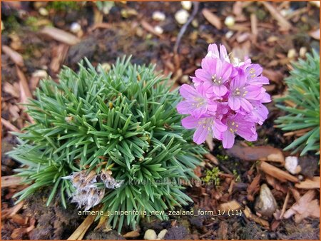 Armeria juniperifolia &#39;New Zealand Form&#39;