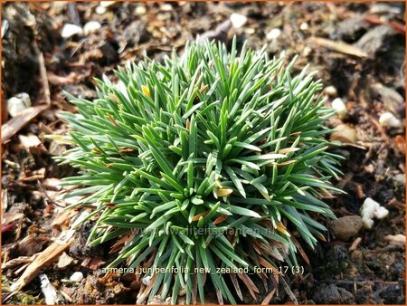 Armeria juniperifolia &#39;New Zealand Form&#39;