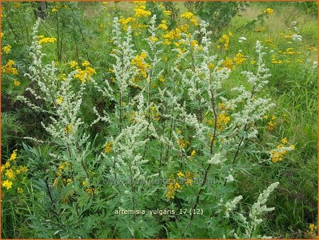 Artemisia vulgaris