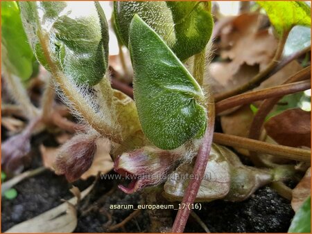 Asarum europaeum