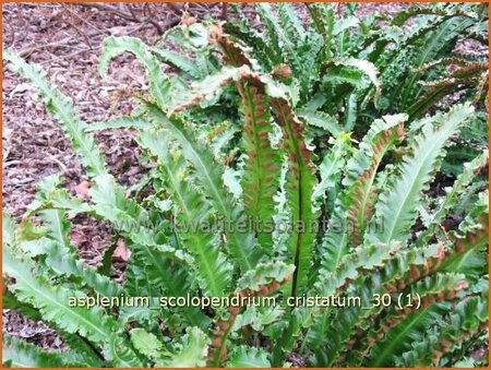 Asplenium scolopendrium &#39;Cristatum&#39;