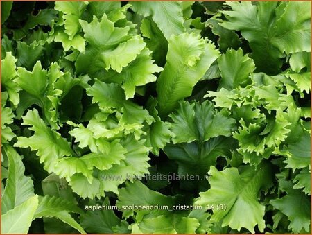 Asplenium scolopendrium &#39;Cristatum&#39;