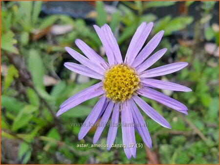 Aster amellus &#39;Danzig&#39;