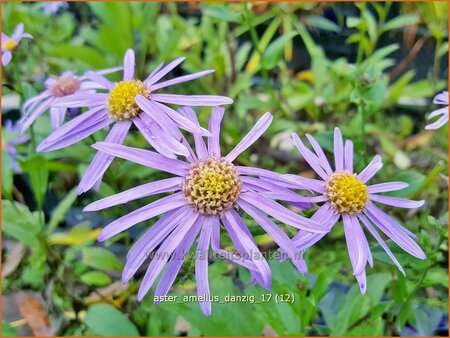 Aster amellus &#39;Danzig&#39;