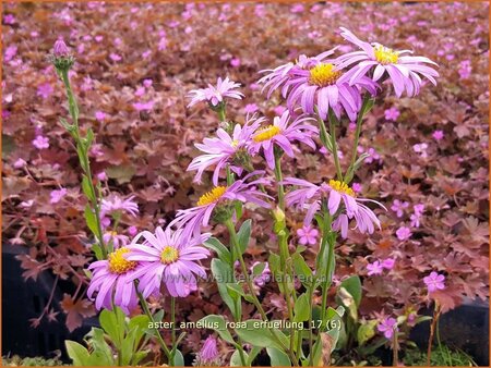 Aster amellus &#39;Rosa Erfüllung&#39;