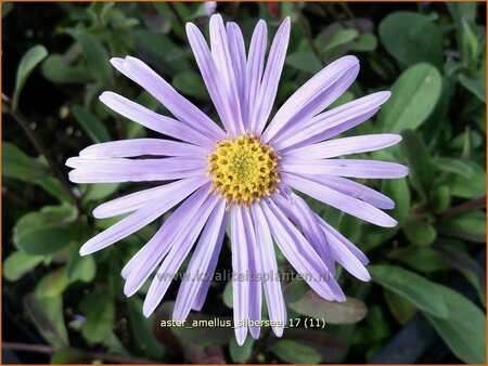 Aster amellus 'Silbersee'
