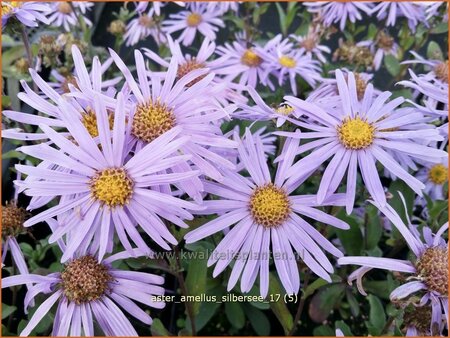 Aster amellus 'Silbersee'