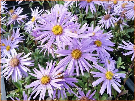 Aster amellus 'Silbersee'