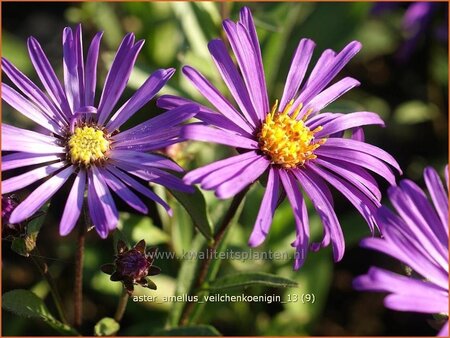 Aster amellus 'Veilchenkoenigin'