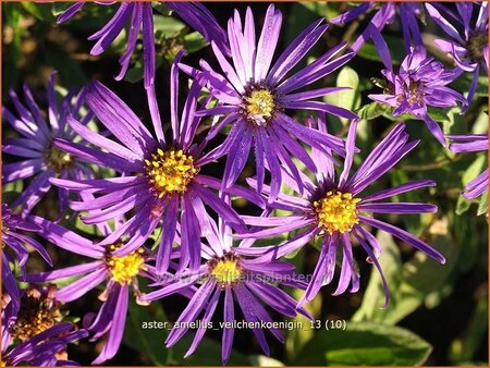 Aster amellus &#39;Veilchenkoenigin&#39;