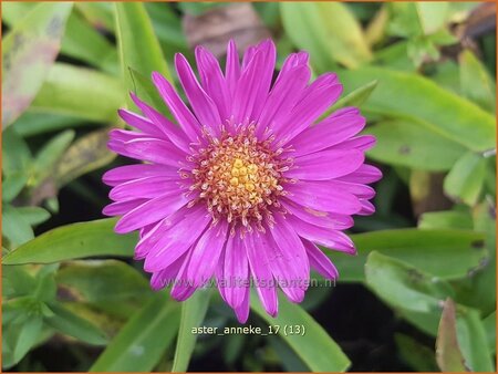 Aster &#39;Anneke&#39;