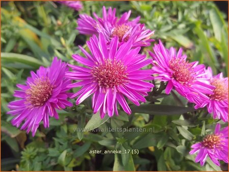 Aster &#39;Anneke&#39;