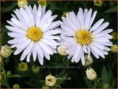 Aster &#39;Apollo&#39;