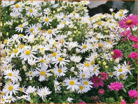 Aster &#39;Apollo&#39;