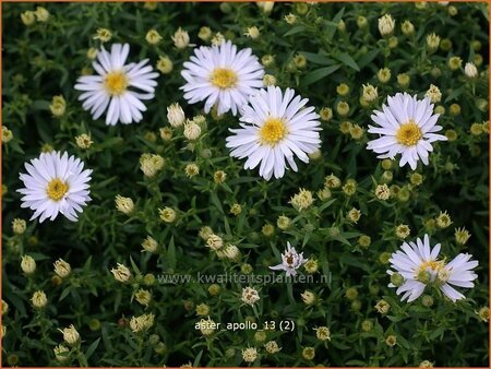 Aster &#39;Apollo&#39;